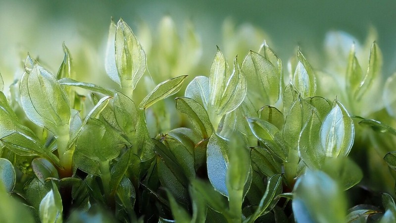 Cinclidium Moss photo 5