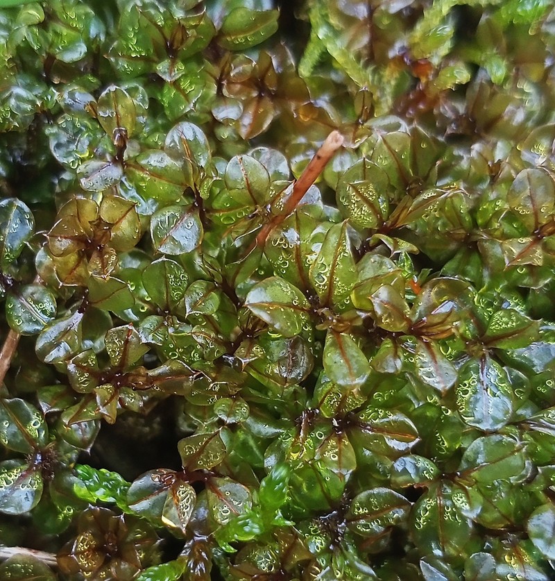 Cinclidium Moss photo 6