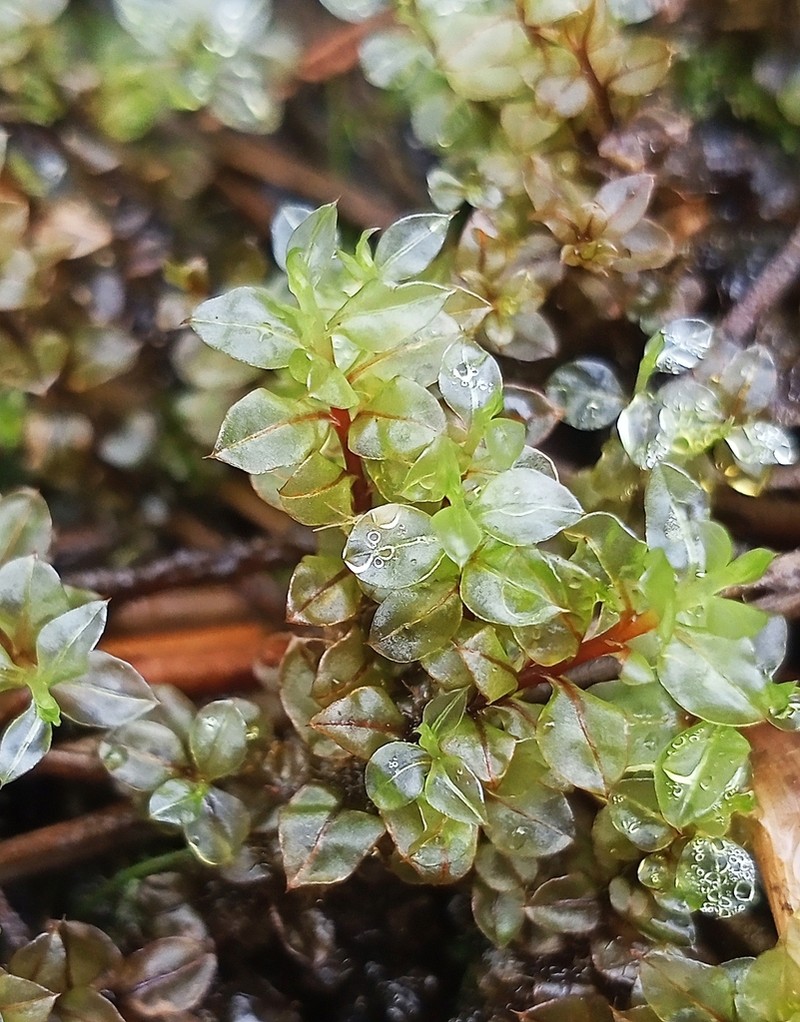 Cinclidium Moss photo 7