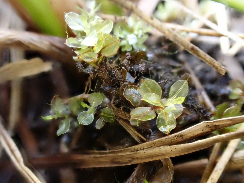 Cinclidium Moss photo 8