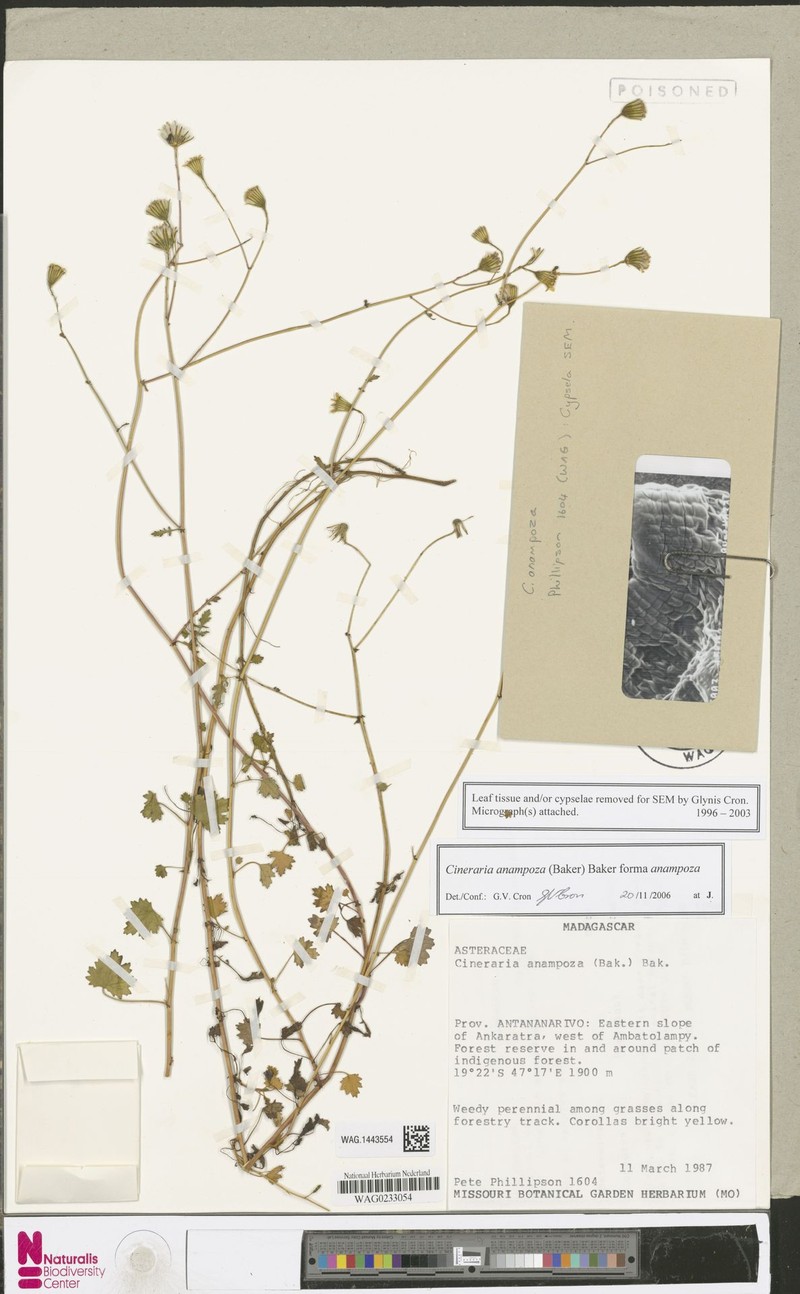 Cineraria anampoza f. anampoza