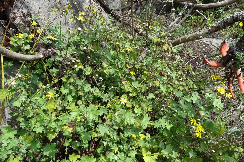 Cineraria erodioides var. erodioides