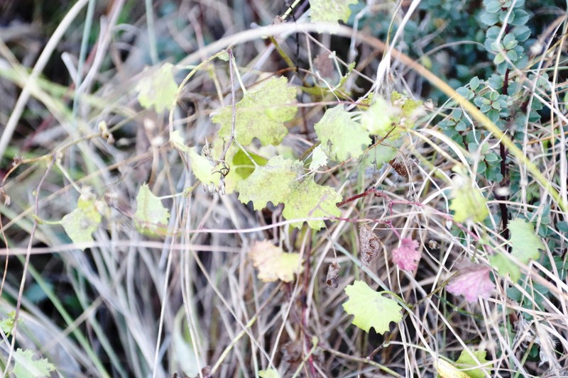 Cineraria erodioides var. erodioides photo 2