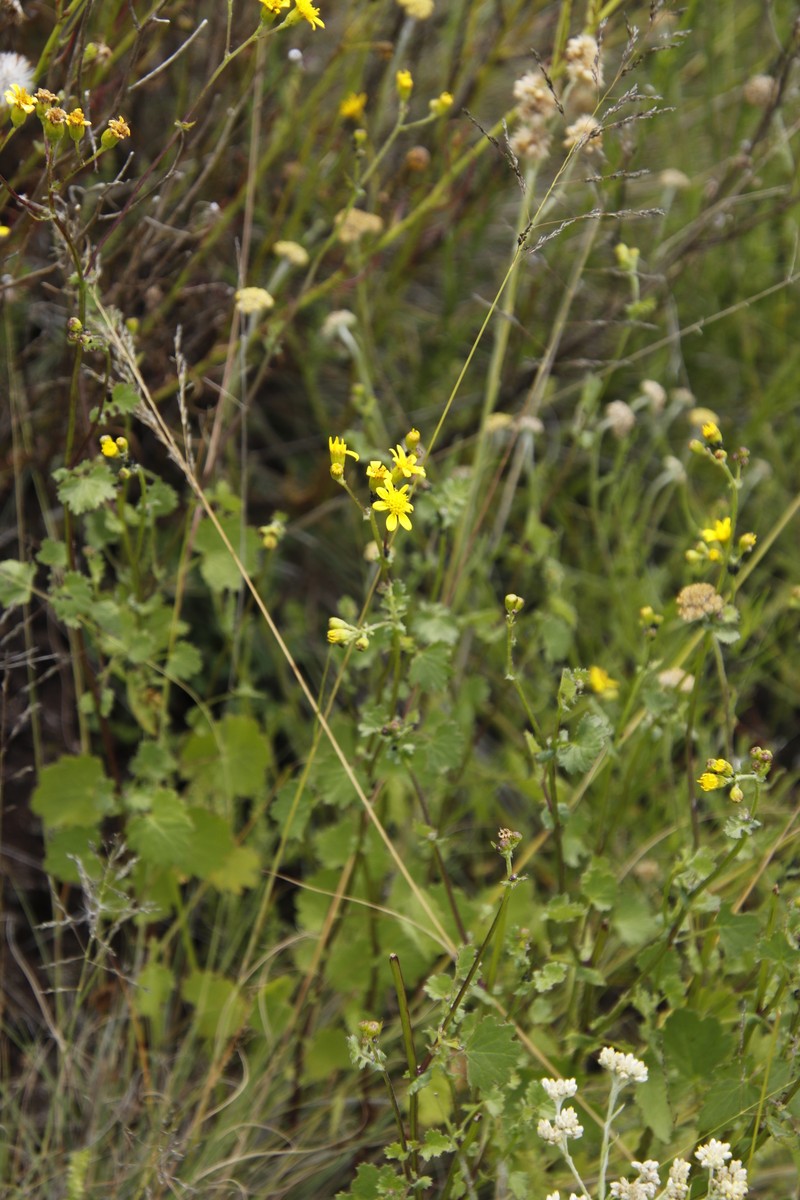 Cineraria erodioides var. erodioides photo 3