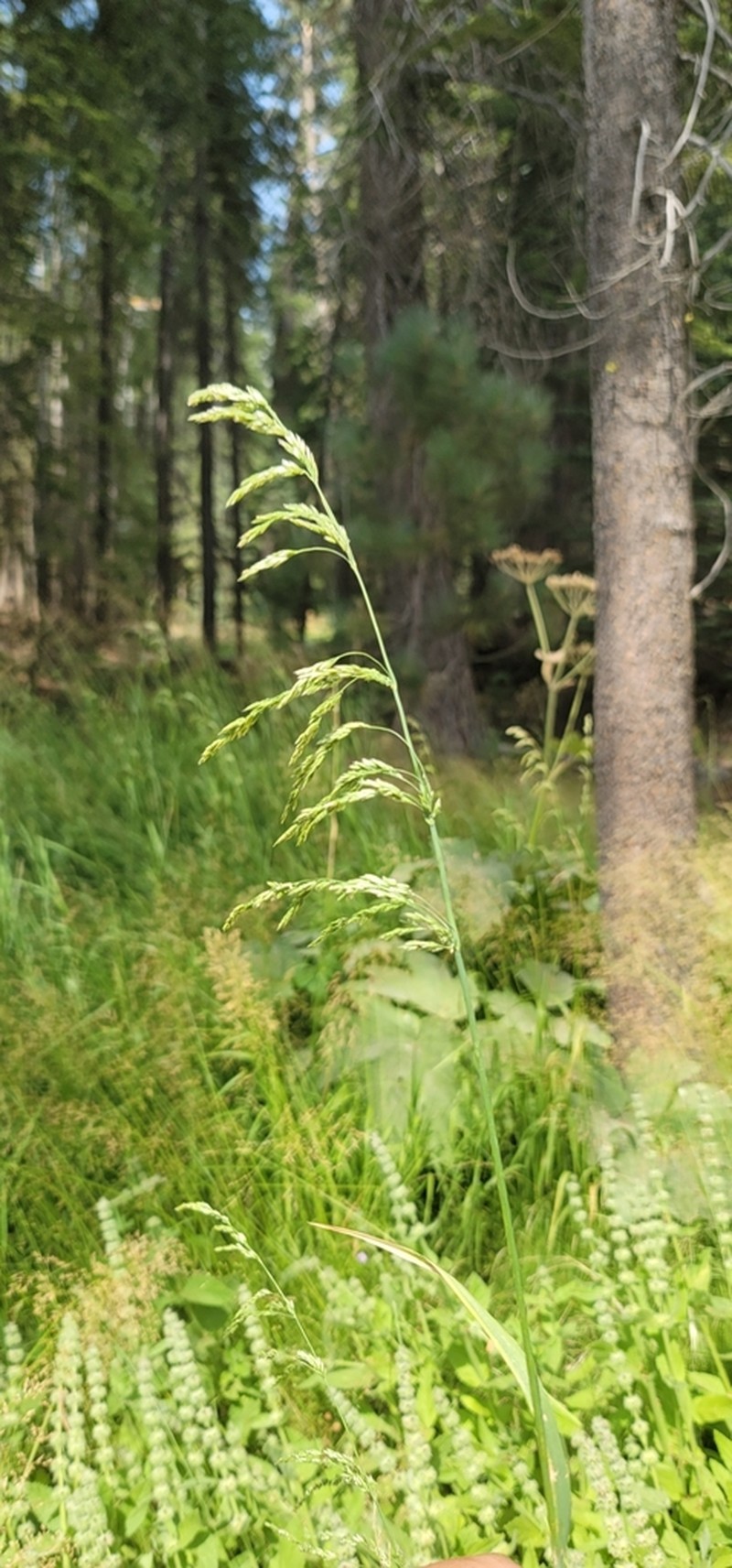 Bolander's Woodreed photo 4