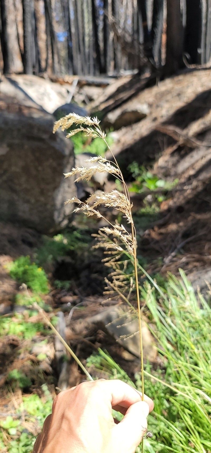 Bolander's Woodreed photo 5