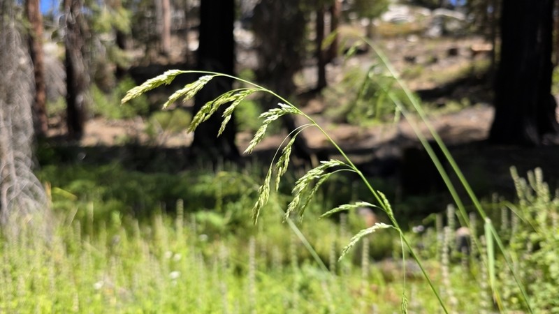 Bolander's Woodreed photo 8