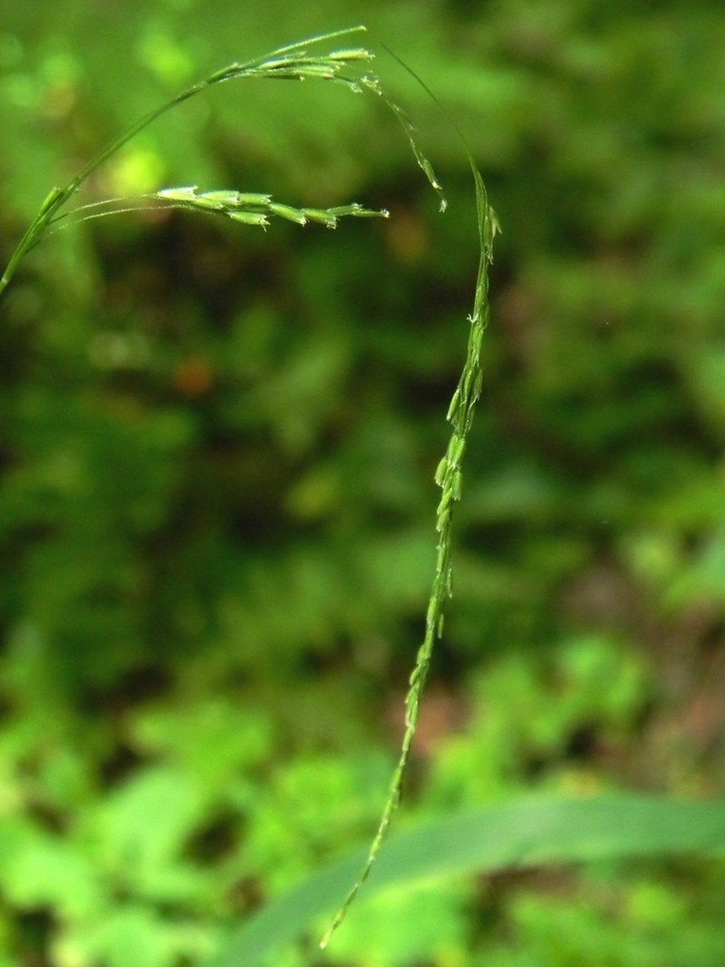 Drooping Woodreed photo 5