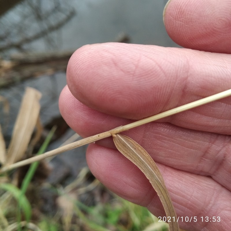 Drooping Woodreed photo 6