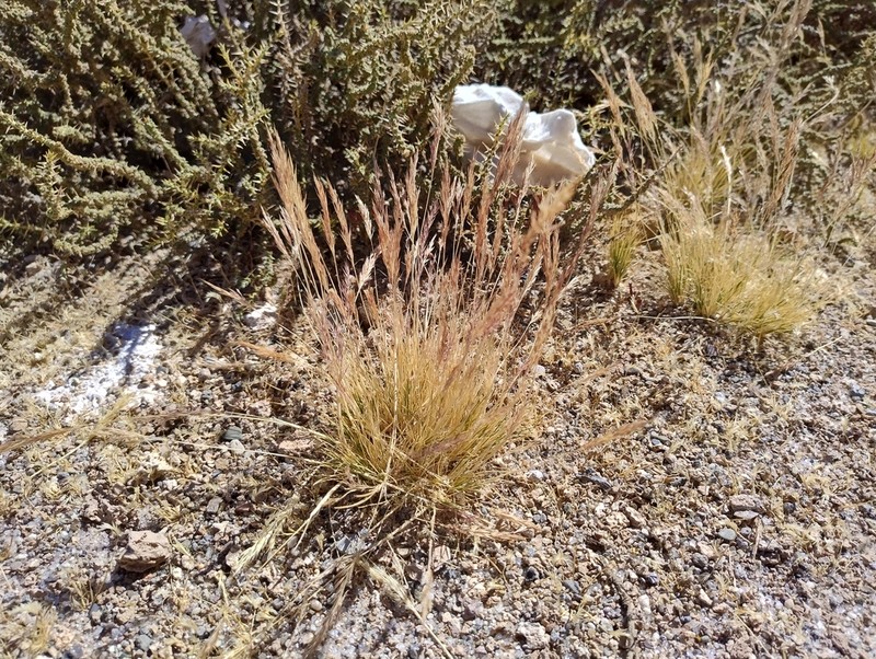 Cinnagrostis cabrerae