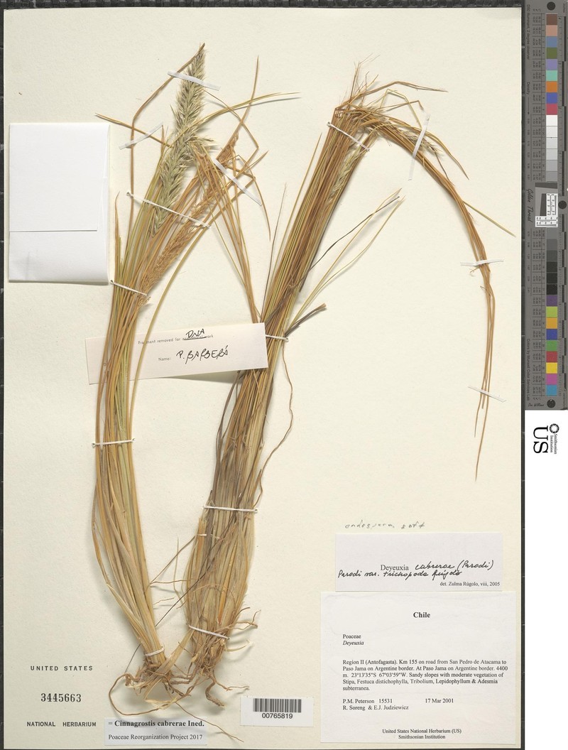 Cinnagrostis cabrerae photo 2