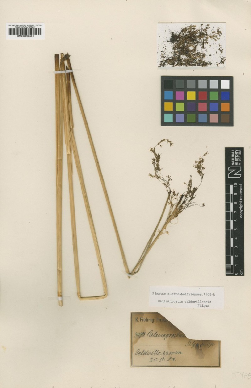 Cinnagrostis calderillensis