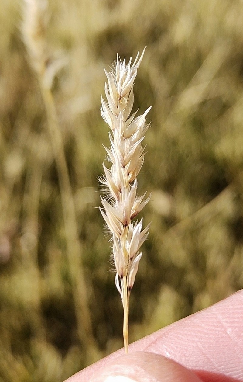 Cinnagrostis chrysophylla photo 3