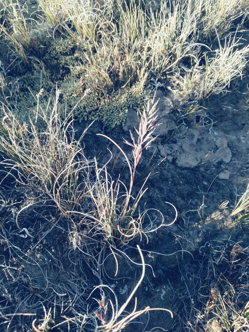 Cinnagrostis chrysophylla photo 4
