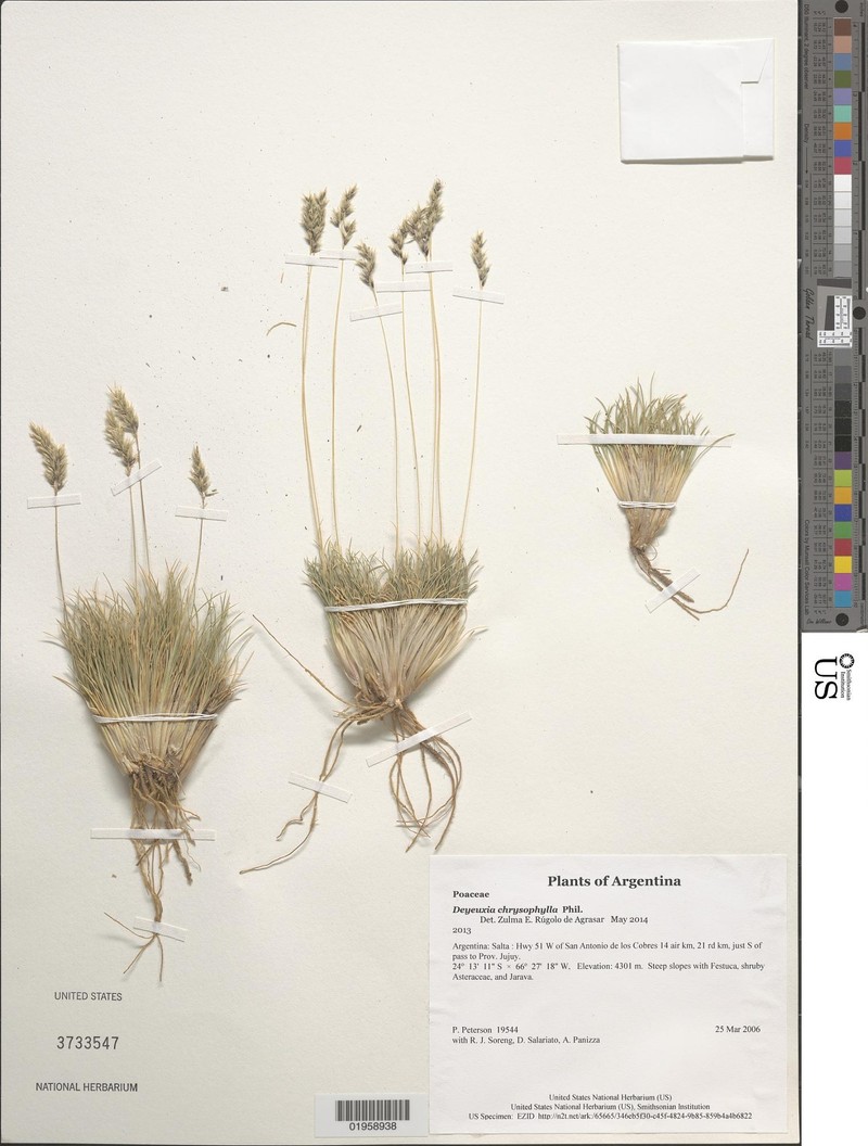 Cinnagrostis chrysophylla photo 7