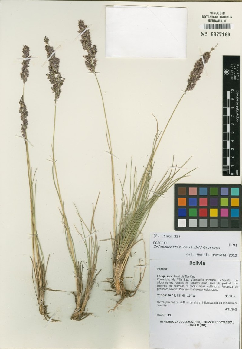 Cinnagrostis ciliata