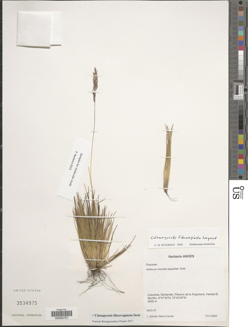 Cinnagrostis coarctata