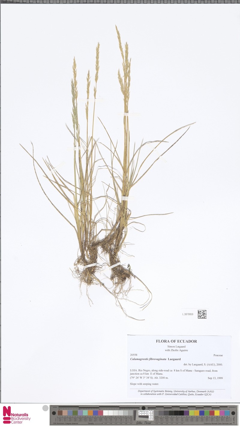 Cinnagrostis coarctata photo 2