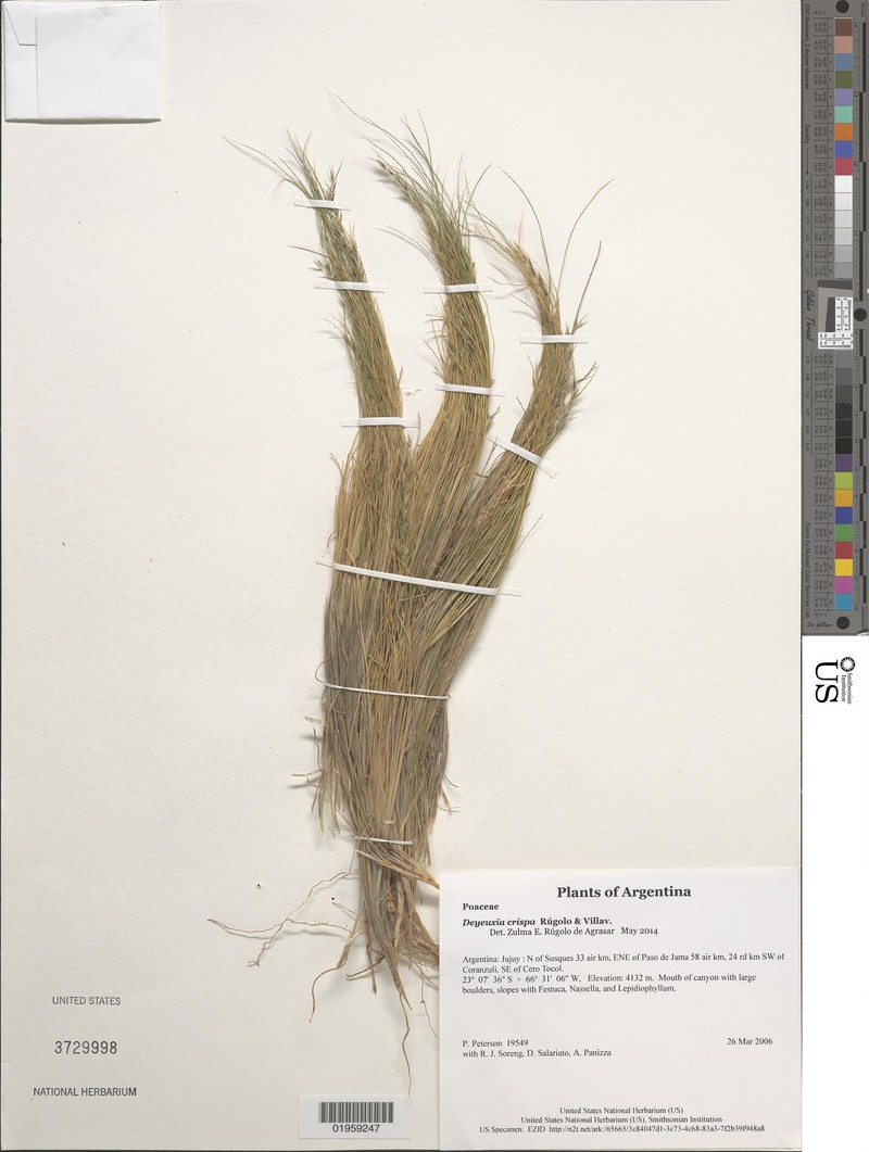 Cinnagrostis crispa