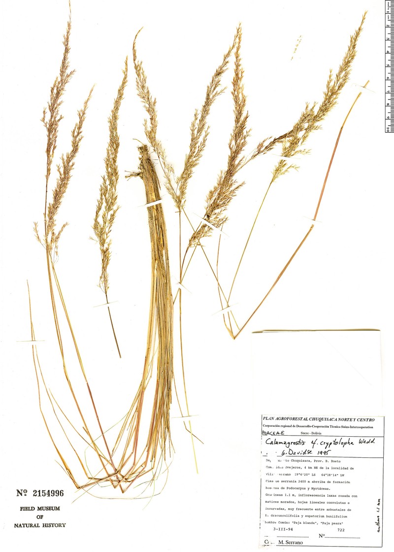 Cinnagrostis cryptolopha