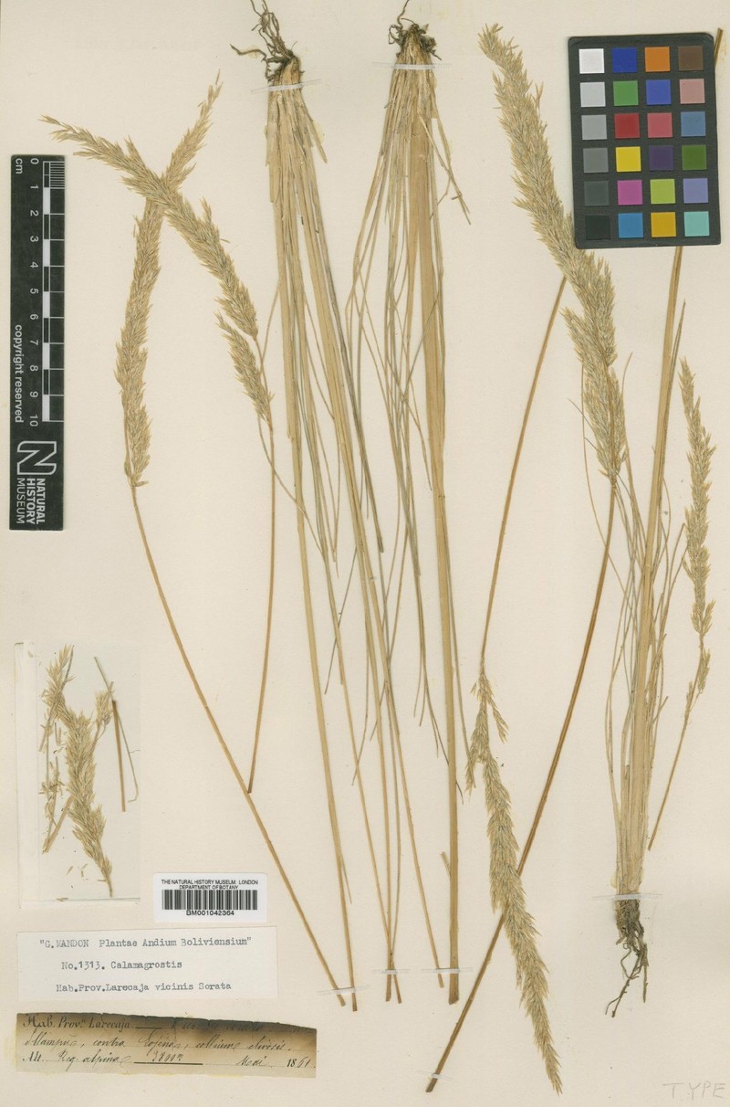 Cinnagrostis cryptolopha photo 2