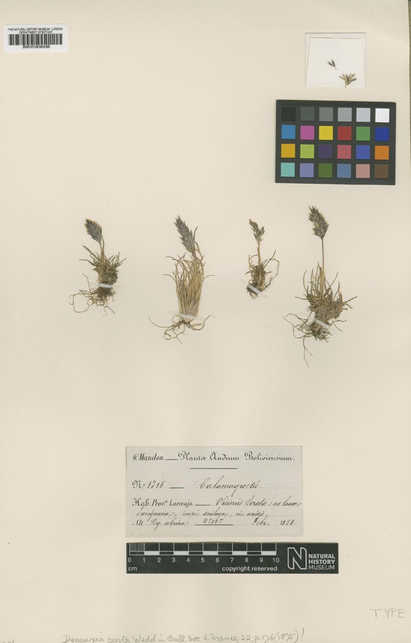 Cinnagrostis curta