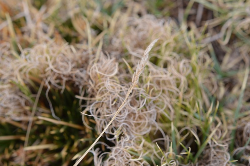 Cinnagrostis curvula