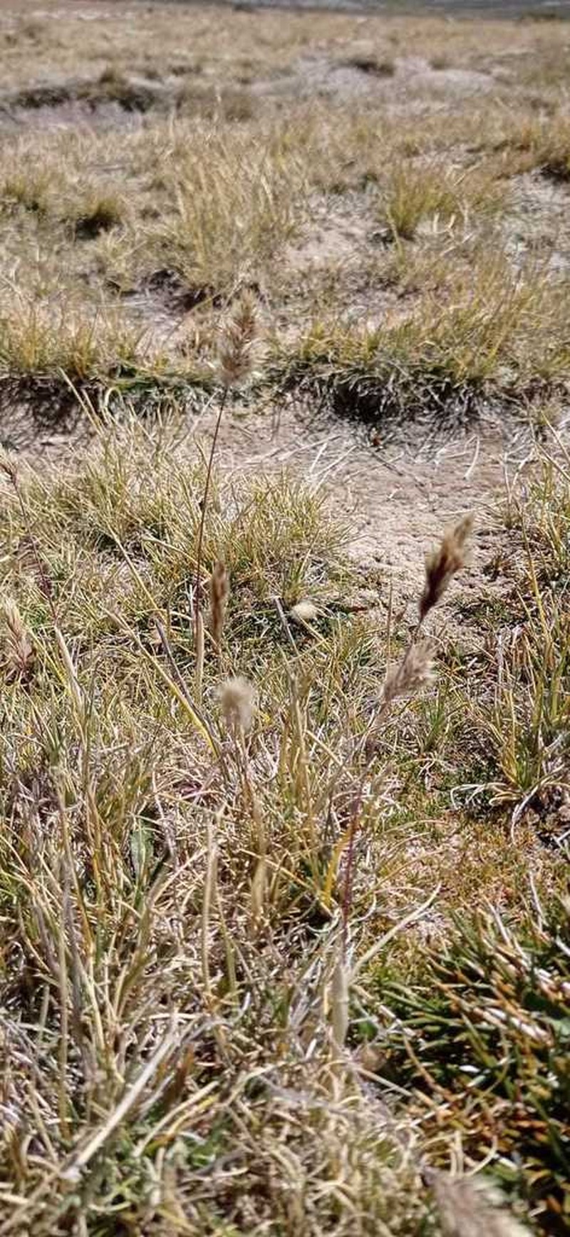 Cinnagrostis curvula photo 2