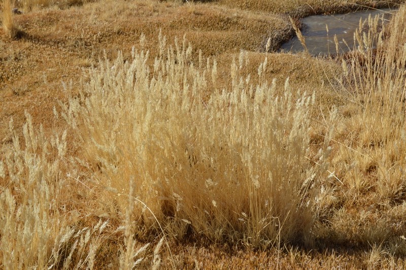 Cinnagrostis curvula photo 3
