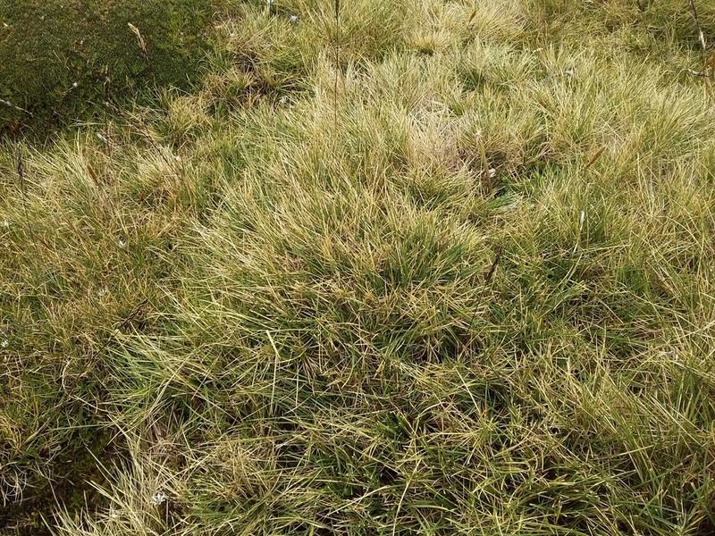 Cinnagrostis curvula photo 5