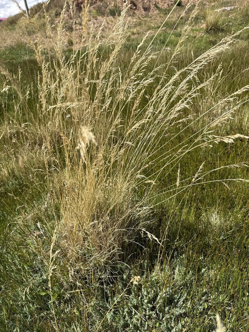 Cinnagrostis curvula photo 7