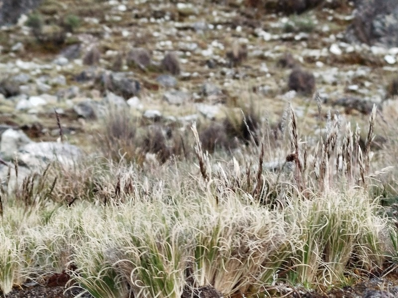 Cinnagrostis curvula photo 8