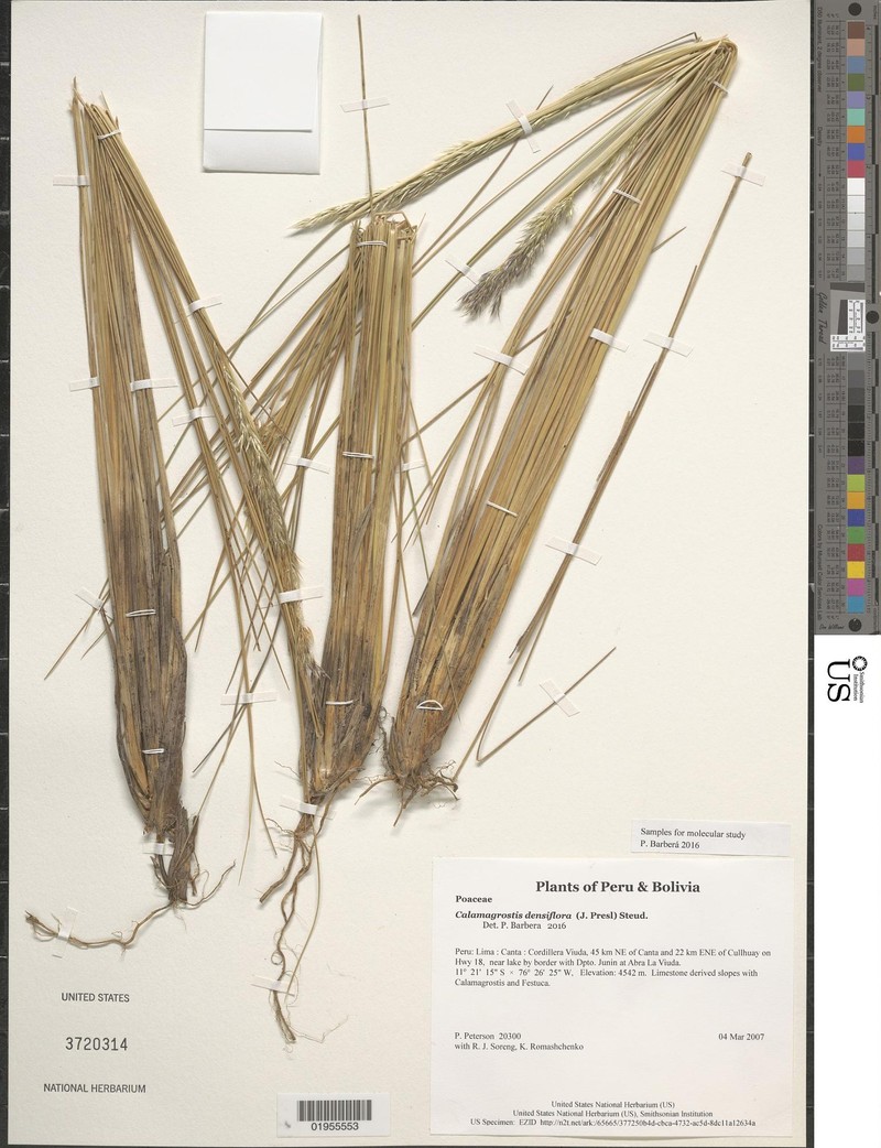 Cinnagrostis densiflora