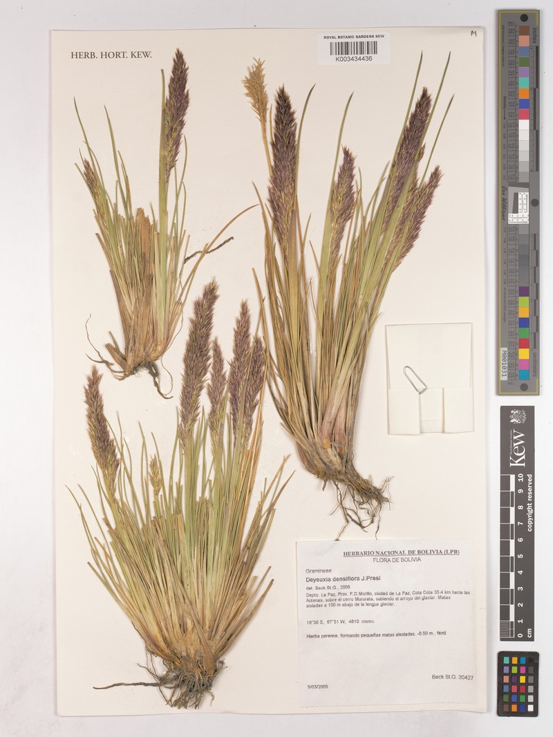 Cinnagrostis densiflora photo 2