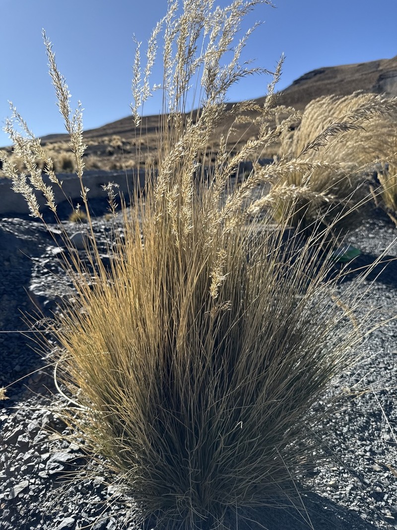 Cinnagrostis deserticola photo 2