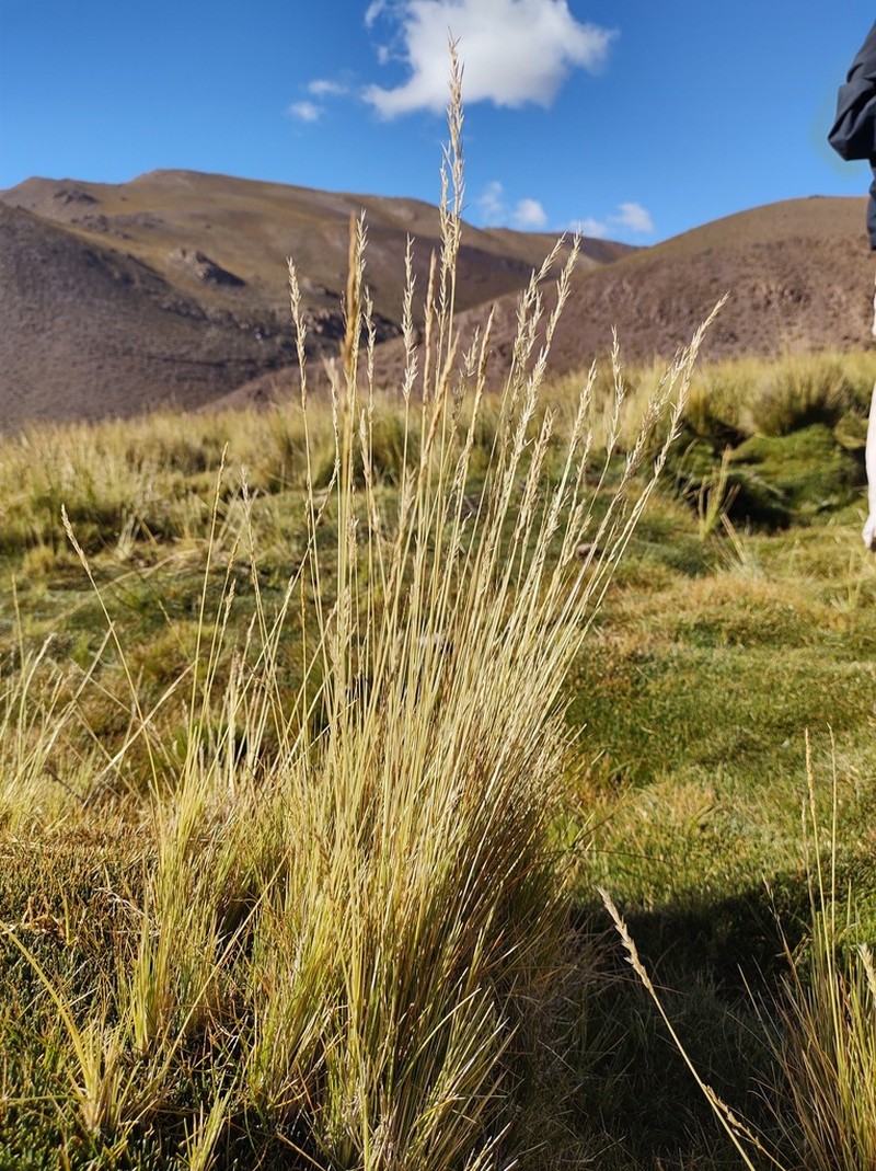Cinnagrostis deserticola photo 3