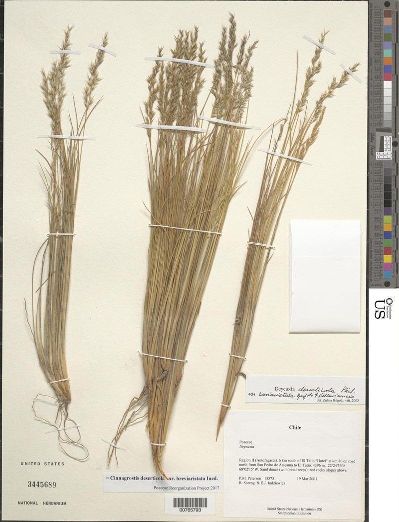 Cinnagrostis deserticola var. breviaristata