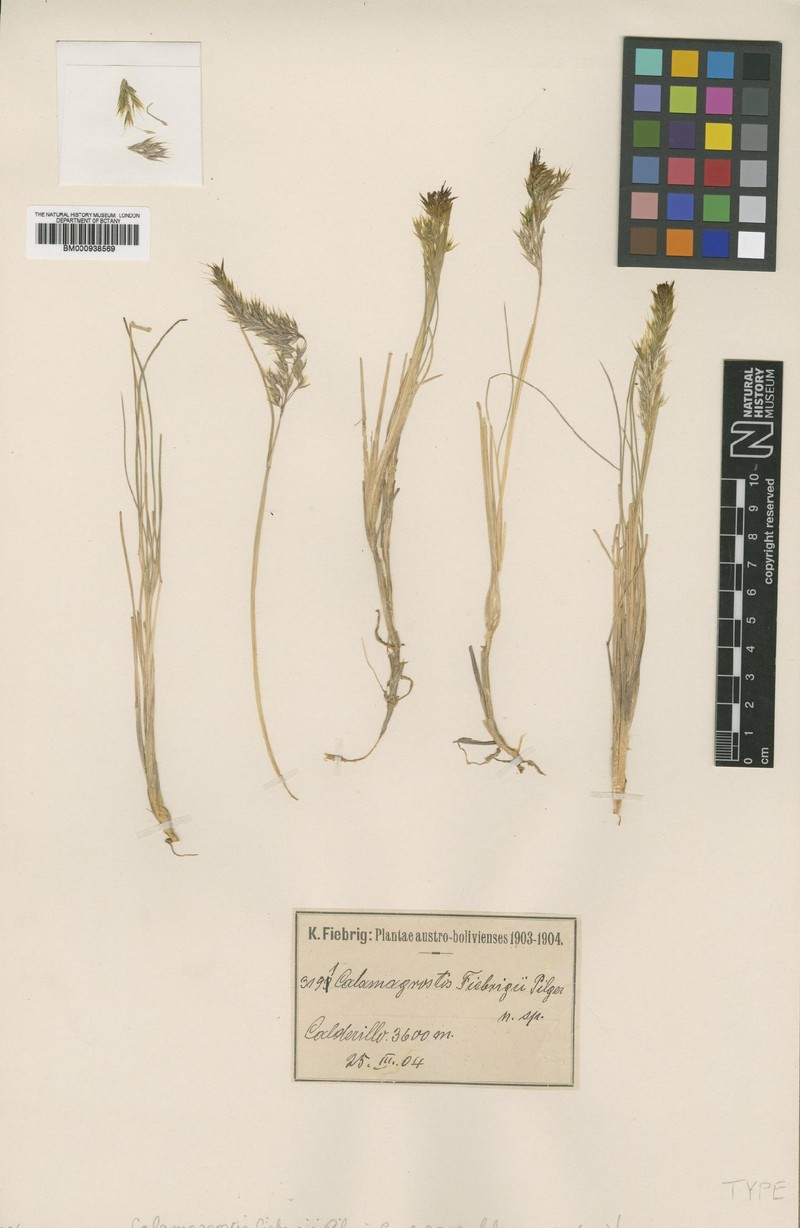 Cinnagrostis fiebrigii