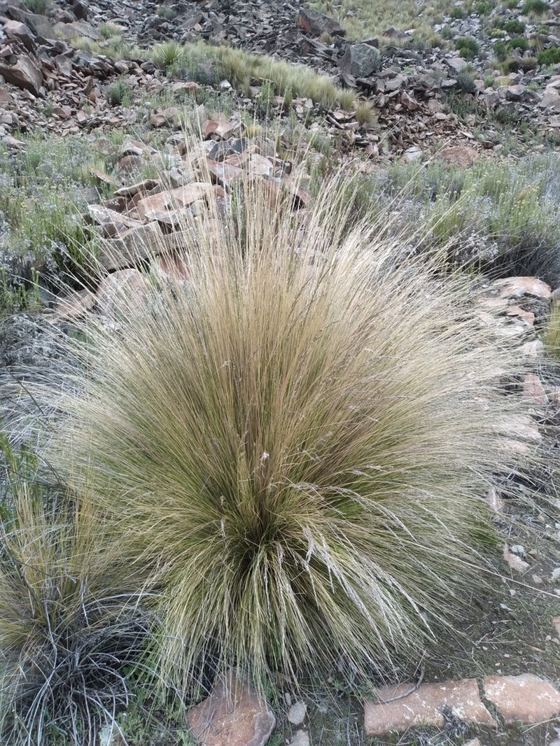 Cinnagrostis filifolia photo 2