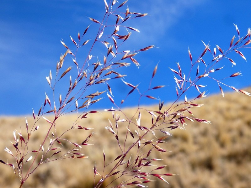 Cinnagrostis filifolia photo 4