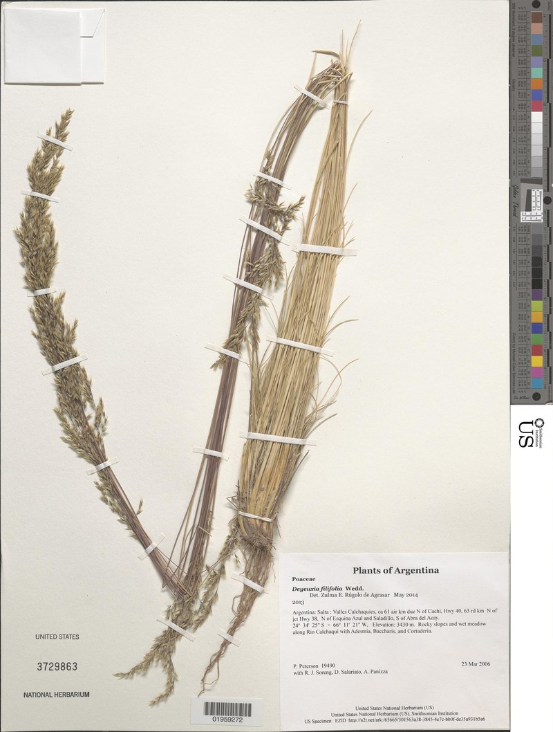 Cinnagrostis filifolia photo 6