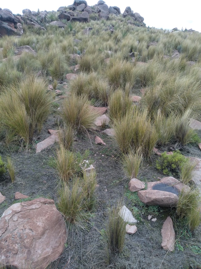 Cinnagrostis filifolia
