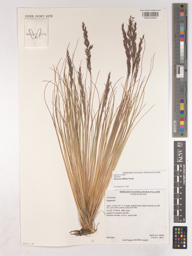 Cinnagrostis filifolia var. filifolia