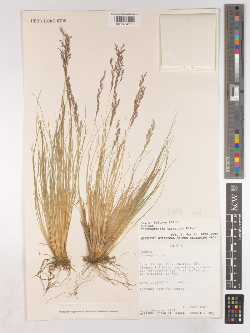 Cinnagrostis filifolia var. filifolia photo 3