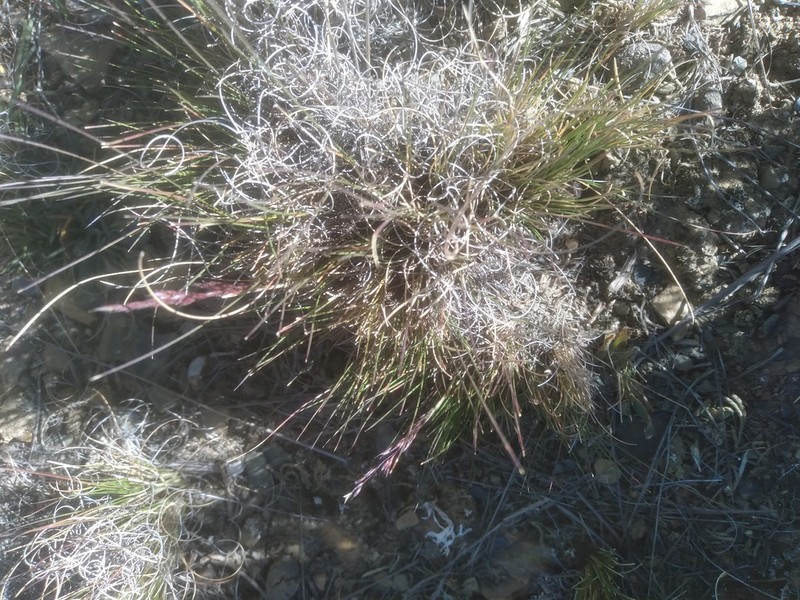 Cinnagrostis fuscata