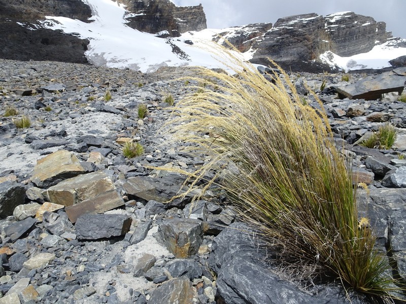 Cinnagrostis glacialis