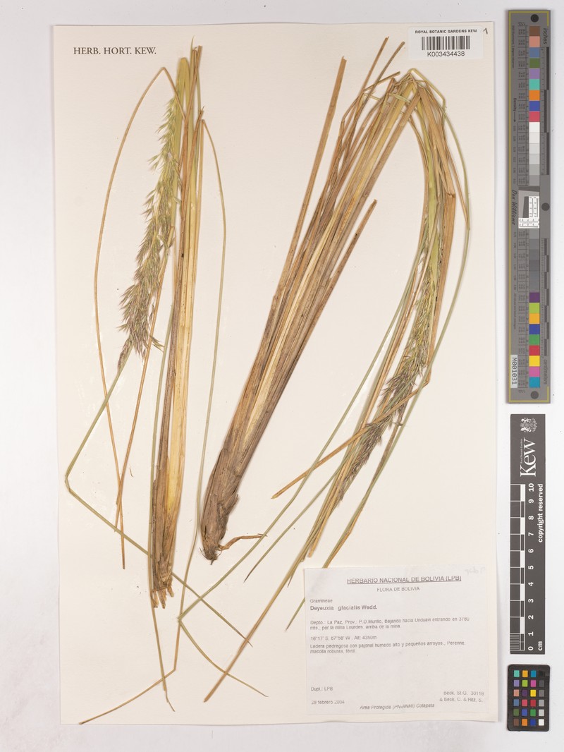 Cinnagrostis glacialis photo 2