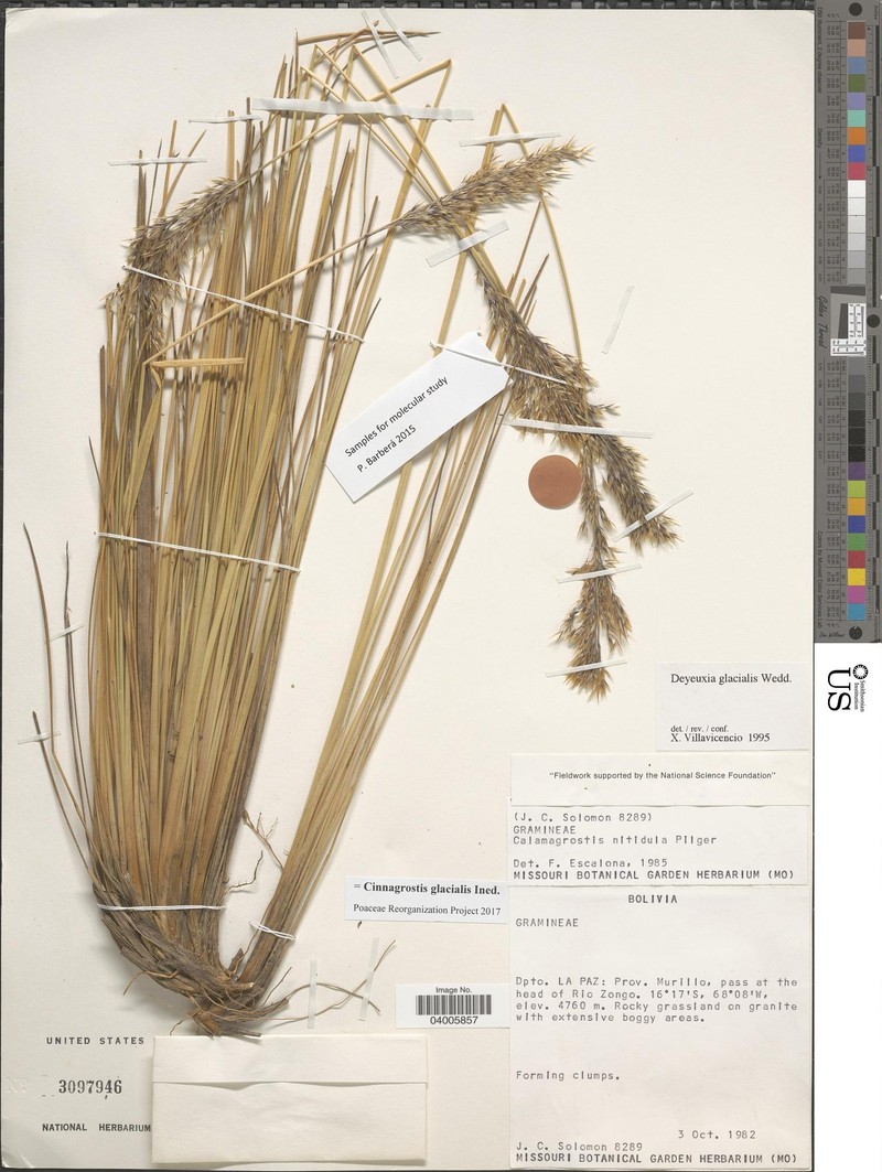 Cinnagrostis glacialis photo 4
