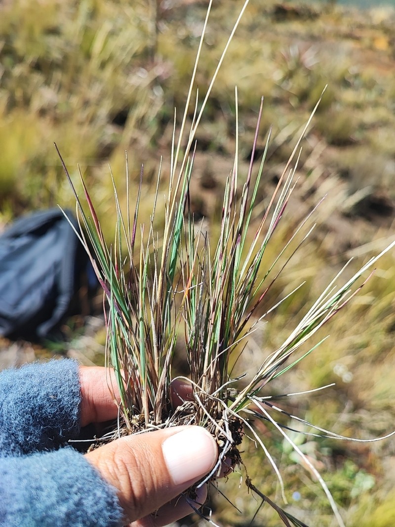 Cinnagrostis heterophylla