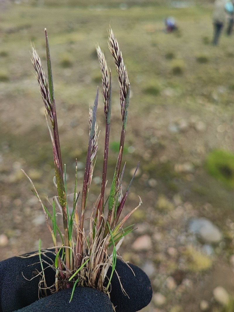 Cinnagrostis heterophylla photo 2